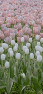 手机壁纸 愿你如花般芬芳